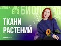 Ткани растений | БИОЛОГИЯ ЕГЭ | Лина Клевер