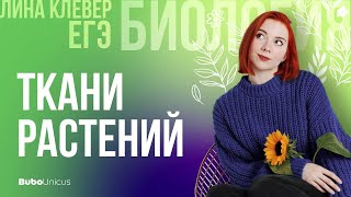 Ткани растений | БИОЛОГИЯ ЕГЭ | Лина Клевер