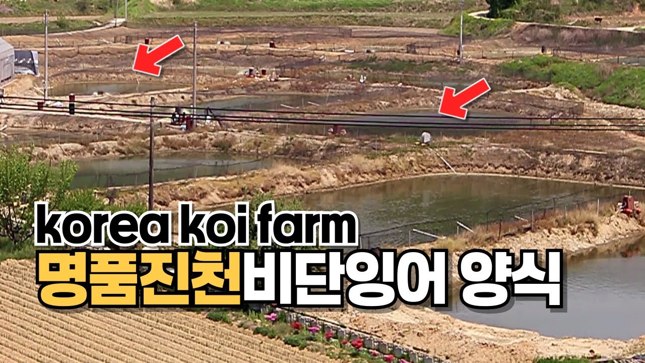 한국 최대규모 전통 비단잉어 양식장 - 명품진천비단잉어