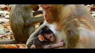 New Update@ The Best Clip Of Daisy And Her Lovley Drimitri baby monkey screenshot 4