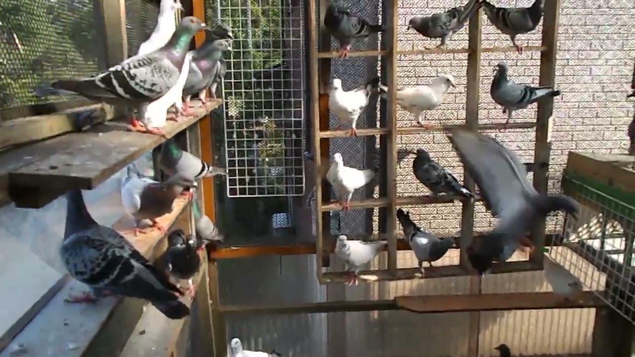 ２０２５－０９－１７なぎさの近況　選手鳩