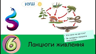 Ланцюги живлення