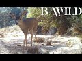 Desert Wildlife | Mule Deer, Skunk, Cougar, Bobcat, Coyote, Jay, Gray fox | Mexico