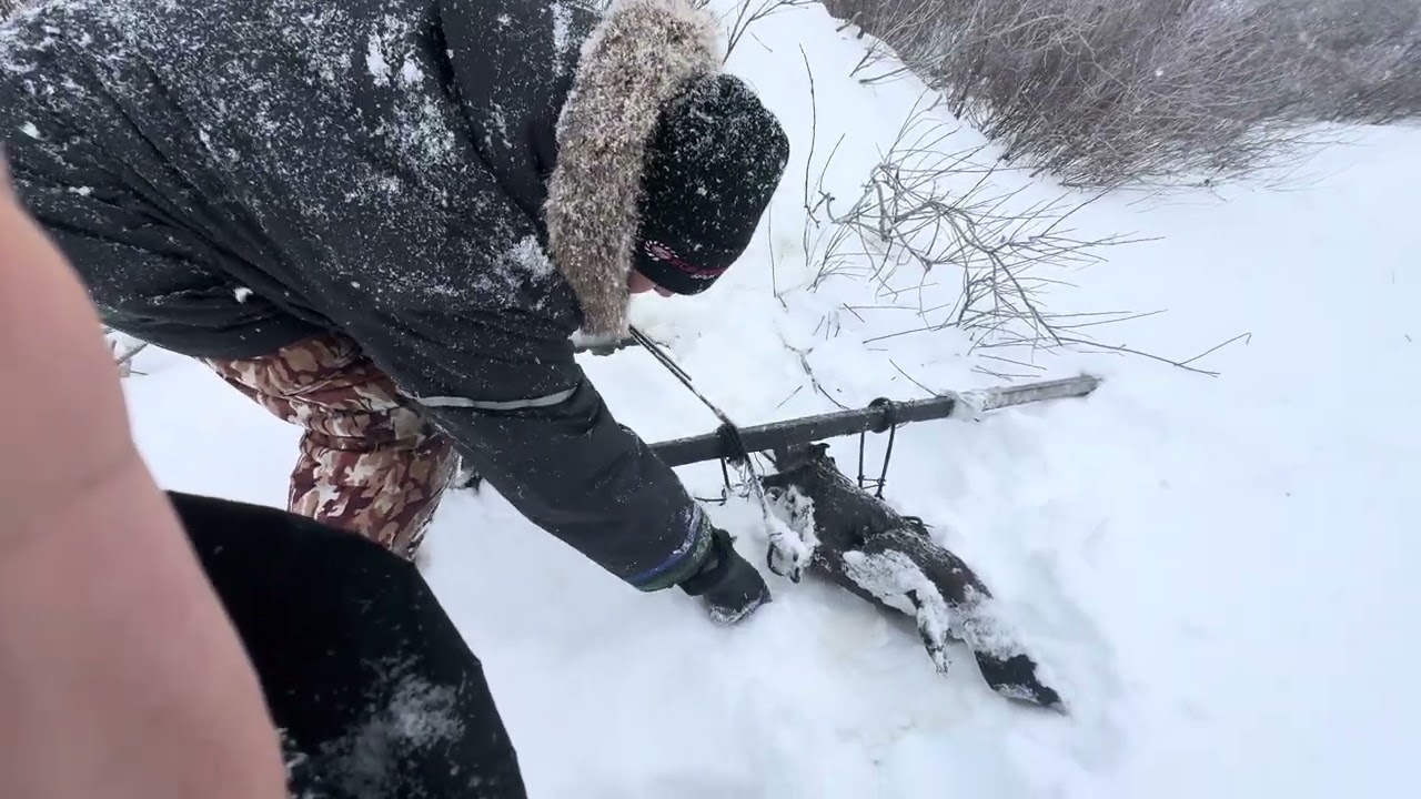 Checking beaver traps 