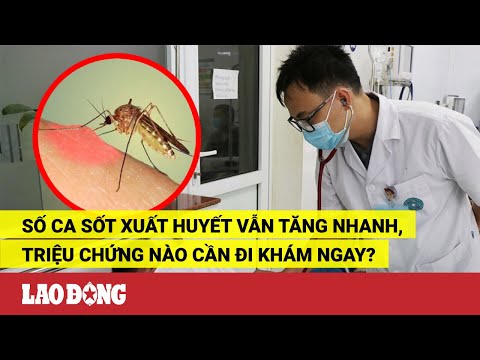 Video Số ca sốt xuất huyết vẫn tăng nhanh, triệu chứng nào... - YouTube