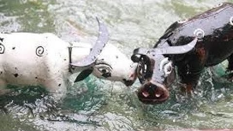 2023 Múa Rối Nước - Chủ Tễu Chăn Trâu