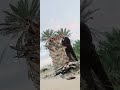 لحظ النخيل في الصحراء 