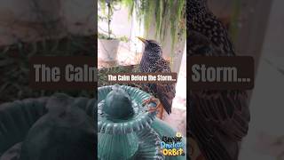 Bird Room moments leading up to our MASSIVE storm. ⛈️ #calmbeforethestrom #starlings #birds