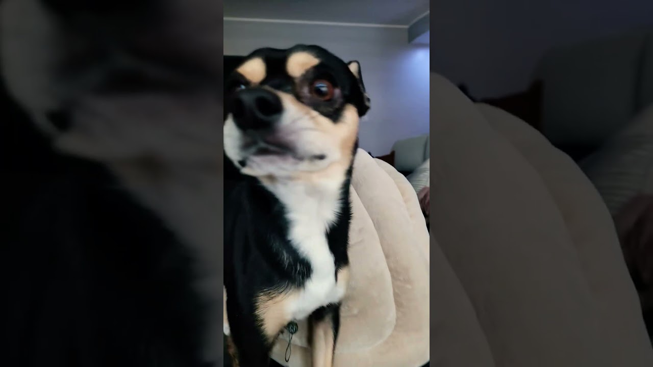 Im cute #yes! #chihuahua #remiroyale92 #viralvideo #fyp #trendingreels