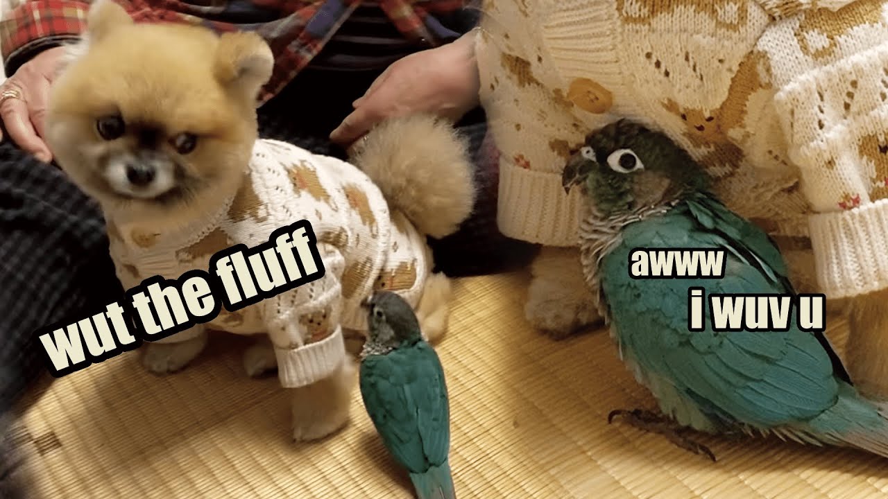 Dog Meets A Bird For The First Time
