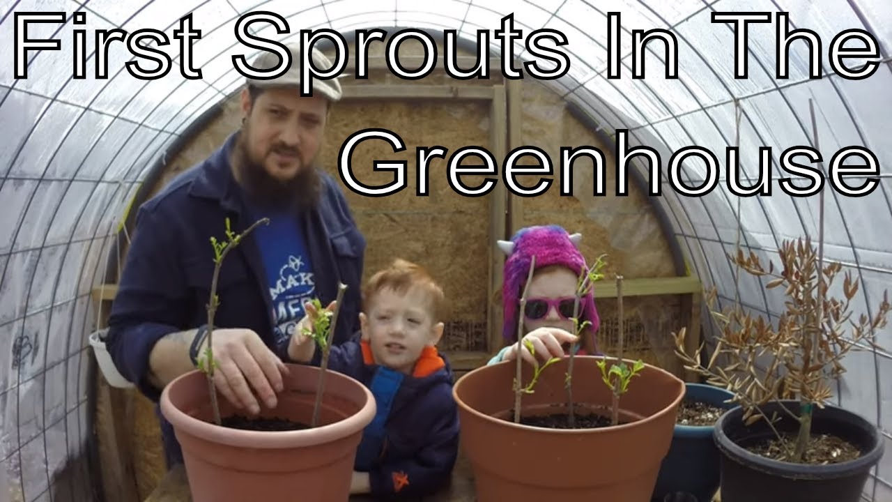 First Sprouts In The Greenhouse YouTube