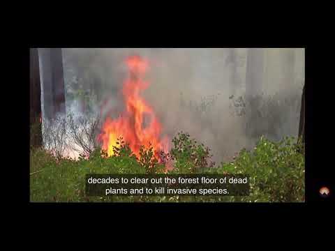 Video: Omsk'ta Yangınlar: nedenleri, istatistikler