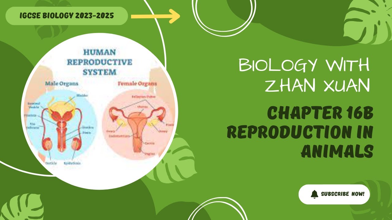 IGCSE Biology Chapter 16 Reproduction in Humans YouTube