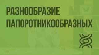 Разнообразие папоротникообразных. Видеоурок по биологии 5 класс