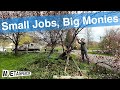 Small Jobs, Big Monies - Solo Tree Work