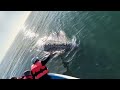 Gray Whale Adventures in Baja - Sweet Interaction #graywhale
