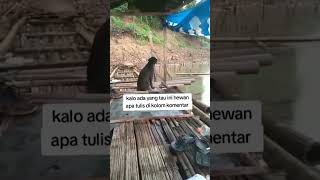 BINATANG LANGKA. #binatanglangka #fypyoutube #viral