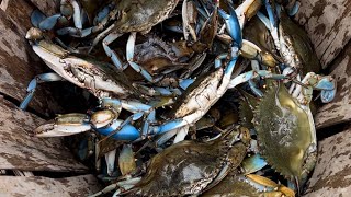 Catching Maryland Blue Crabs On The Choptank