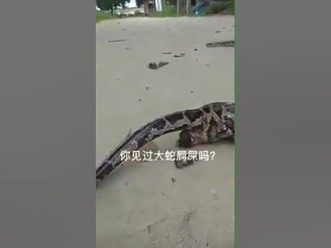 Have u ever seen a big snake poops ? - YouTube