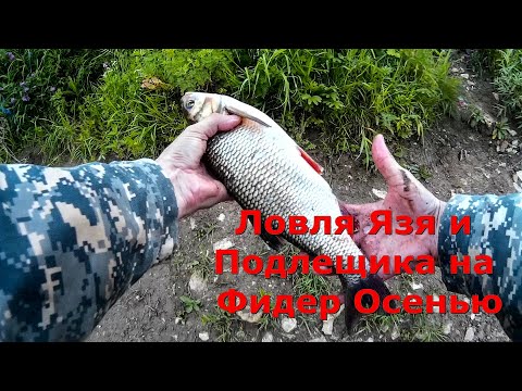 Ловля Язя и Подлещика на Фидер Осенью - Видео Рыбалка