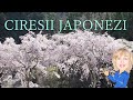 CIRESII JAPONEZI 【🌸SAKURA・桜】