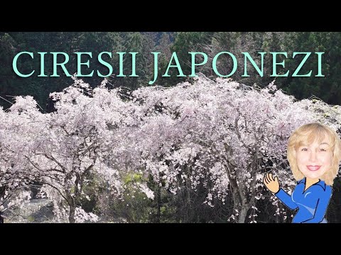 Video: Cafenea Japoneză: Sakura, Origami și Butoi De Cupru Pe Patru Etaje