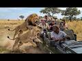 Scariest Animal Encounters in Cities That Feel Too Real to Watch | Best of the Month
