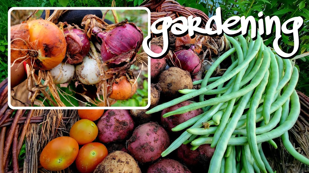 HARVESTING ONIONS, POTATOES, TOMATOES AND BEANS BY ABEGAEL YouTube