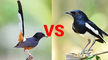 ampun bangkit kan suara burung kacer dan murai paling gacor suara di alam liar