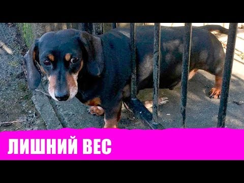 Лишний вес у
