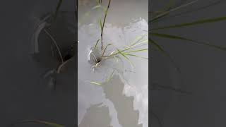 Amazing Water Vortex Experiment!? #whrilpool #experiment #experiments #vortex #waterexperiments
