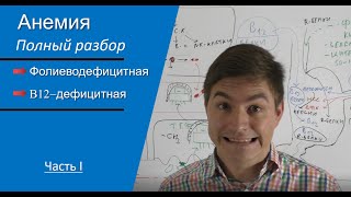 картинка: Макроцитарные (B12-дефицитная и фолиеводефицитная) анемии. Часть I
