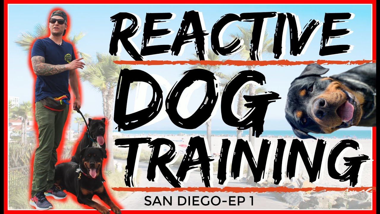 Rottweiler Attacks other dogs - Aggressive Dog Training with Americas ...