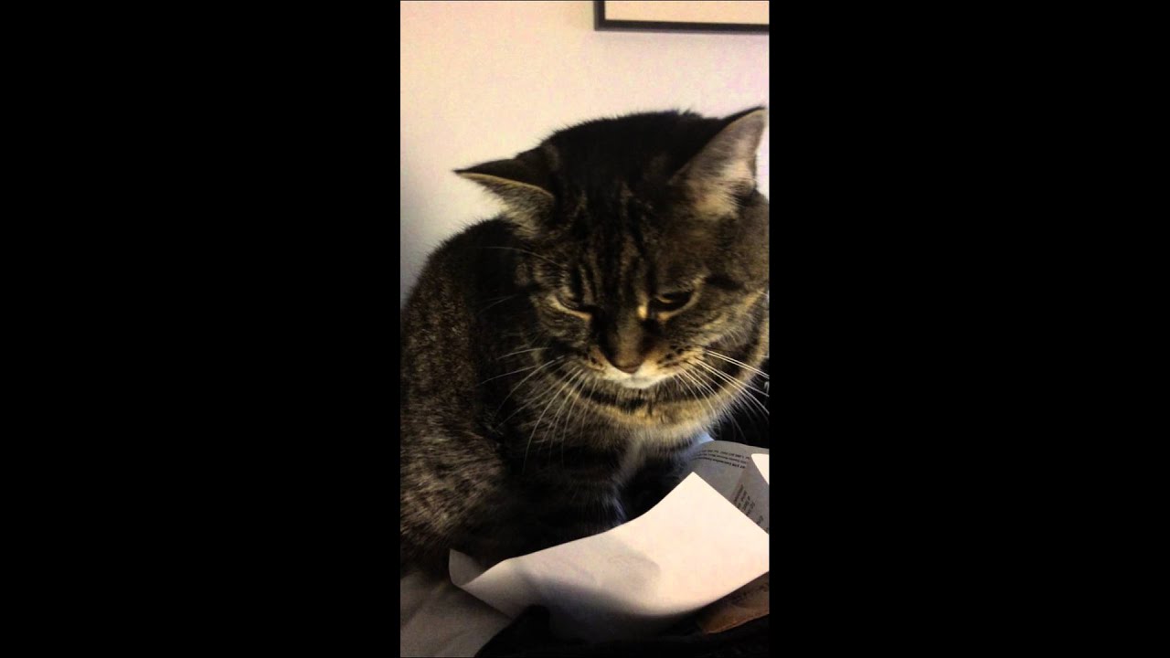 Paper cat youtube