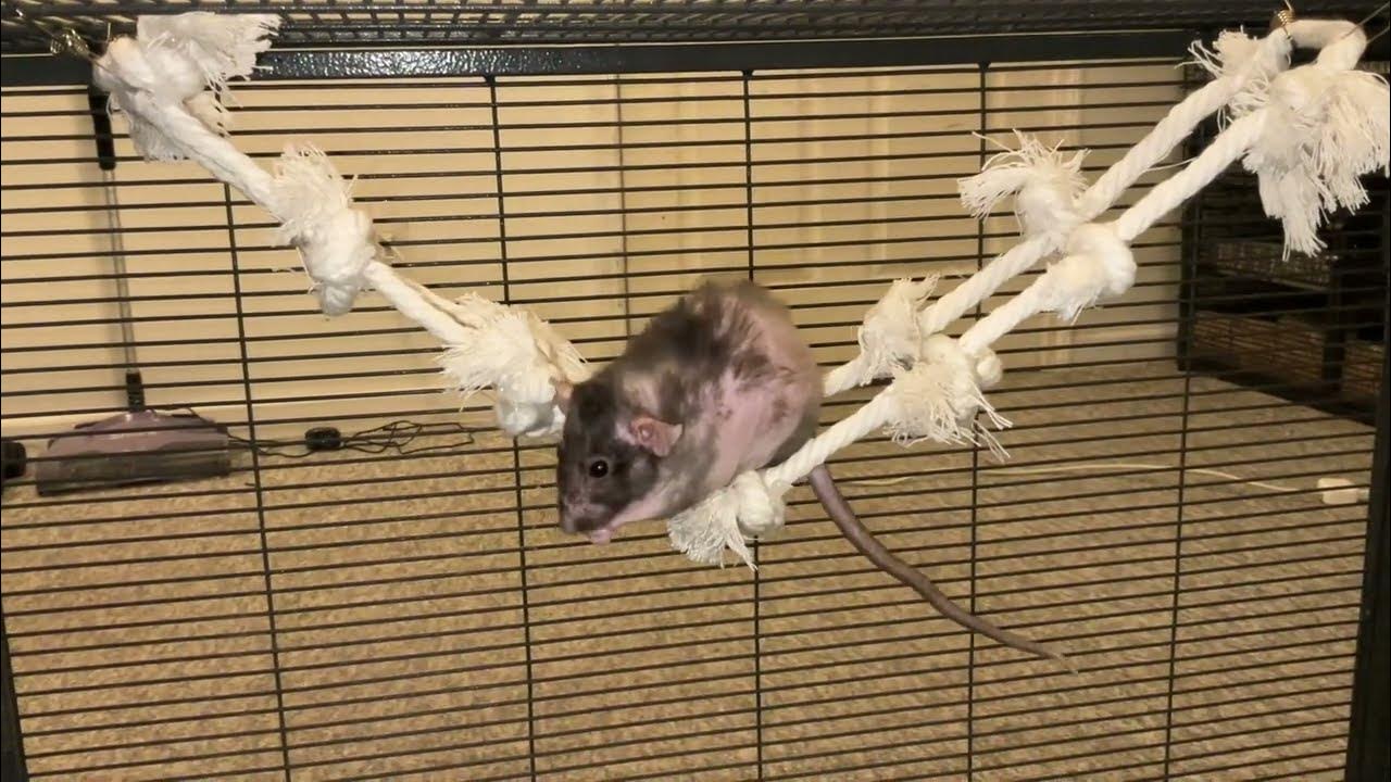 How to make a DIY rope ladder for pet rats! YouTube