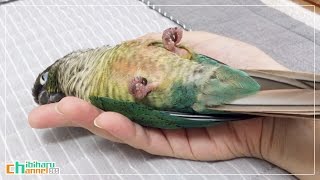 ウロコインコハル 【甘えん坊】 Conure: Cute Haru