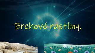 Brehové rastliny