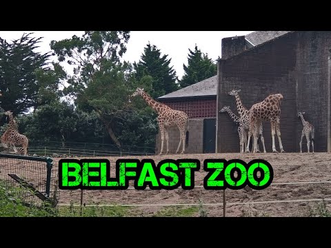 Belfast Zoo lots of Awesome Amazing Animals