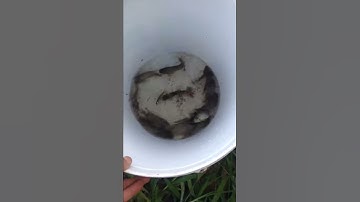 Câu cá rô đồng mùa nước nổi!