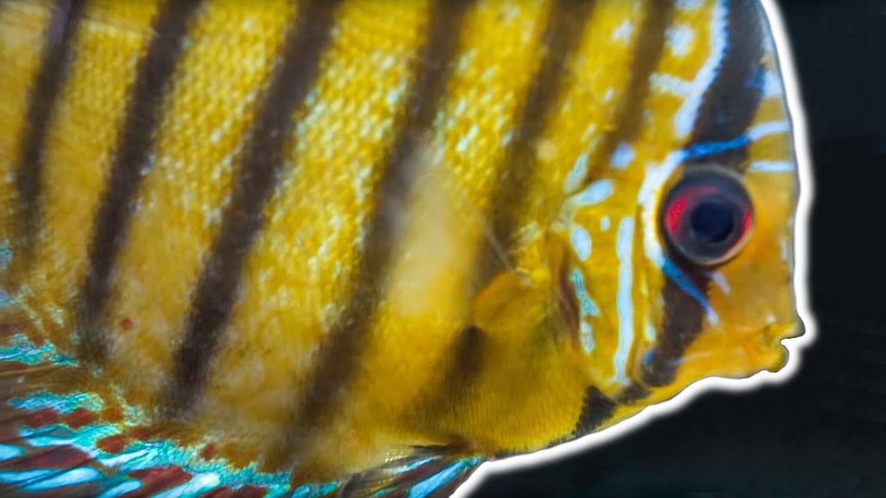 Discus and Angelfish Room [Tour] ComPetSport