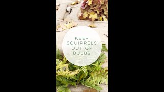 How to Keep Squirrels from Eating Your Bulbs