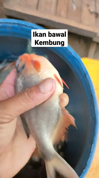 ikan bawal masuk angin..#shortvideo