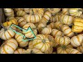 Virtual Field Trip: Pumpkin Patch