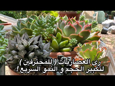 رى العصاريات للمحترفين لتكبير حجمها و سرعة نموها       