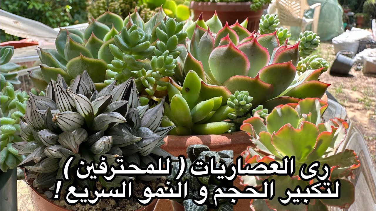 رى العصاريات ( للمحترفين ) لتكبير حجمها و سرعة نموها How growers water succulents for fast growing !