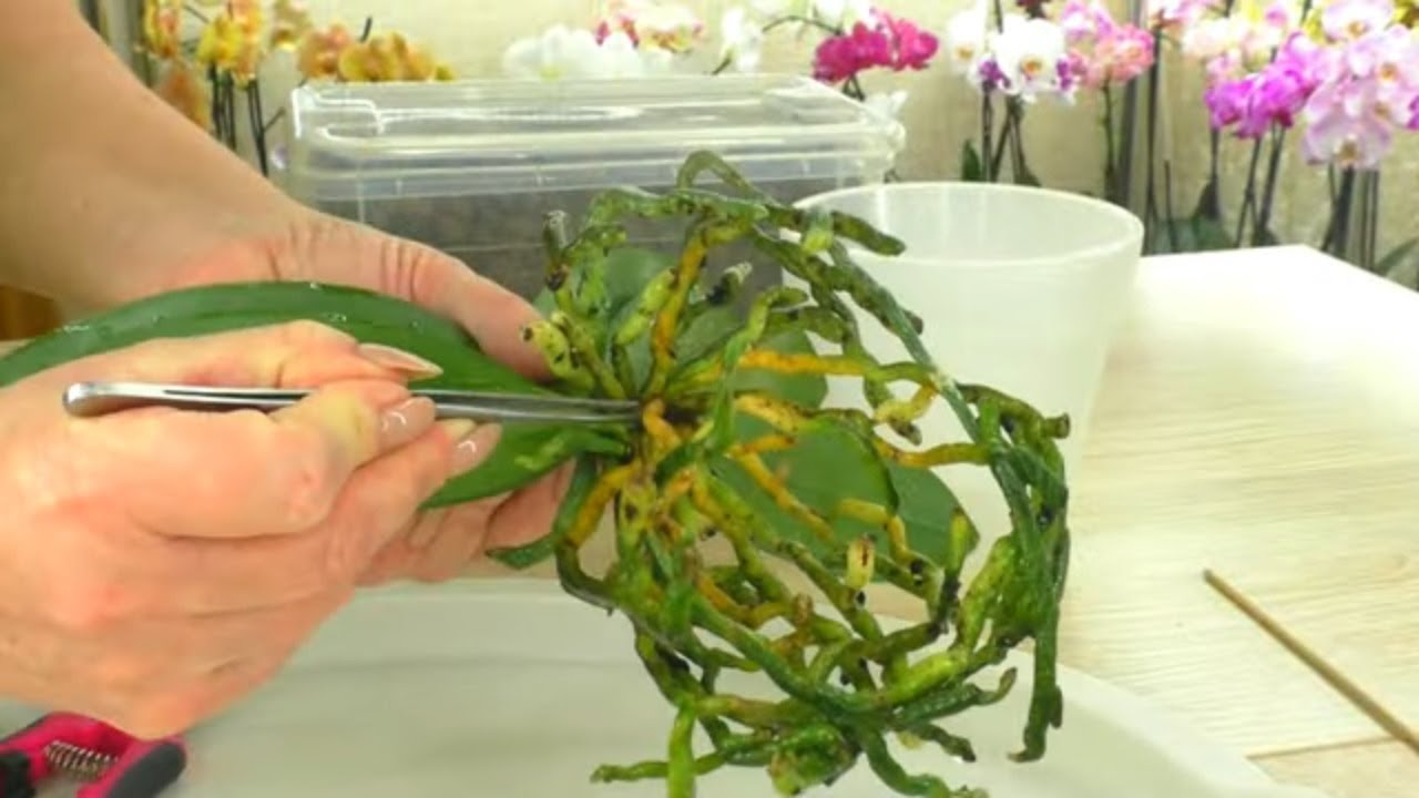 Орхидея Зорро ПРОЖИЛА 4 месяца ПОСЛЕ ПОКУПКИ в горшке с ГНИЛЫМИ КОРНЯМИ и ВОДОРОСЛЯМИ. Пересадка...