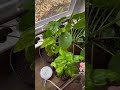 Listen to the difference in music between basil and this chinese money plant