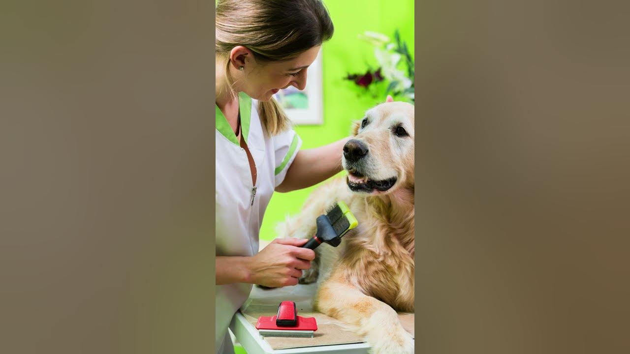 when-should-a-dog-stop-drinking-water-before-surgery-youtube