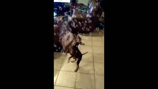 Manchester Terrier FUNNY DOG eats bubbles!