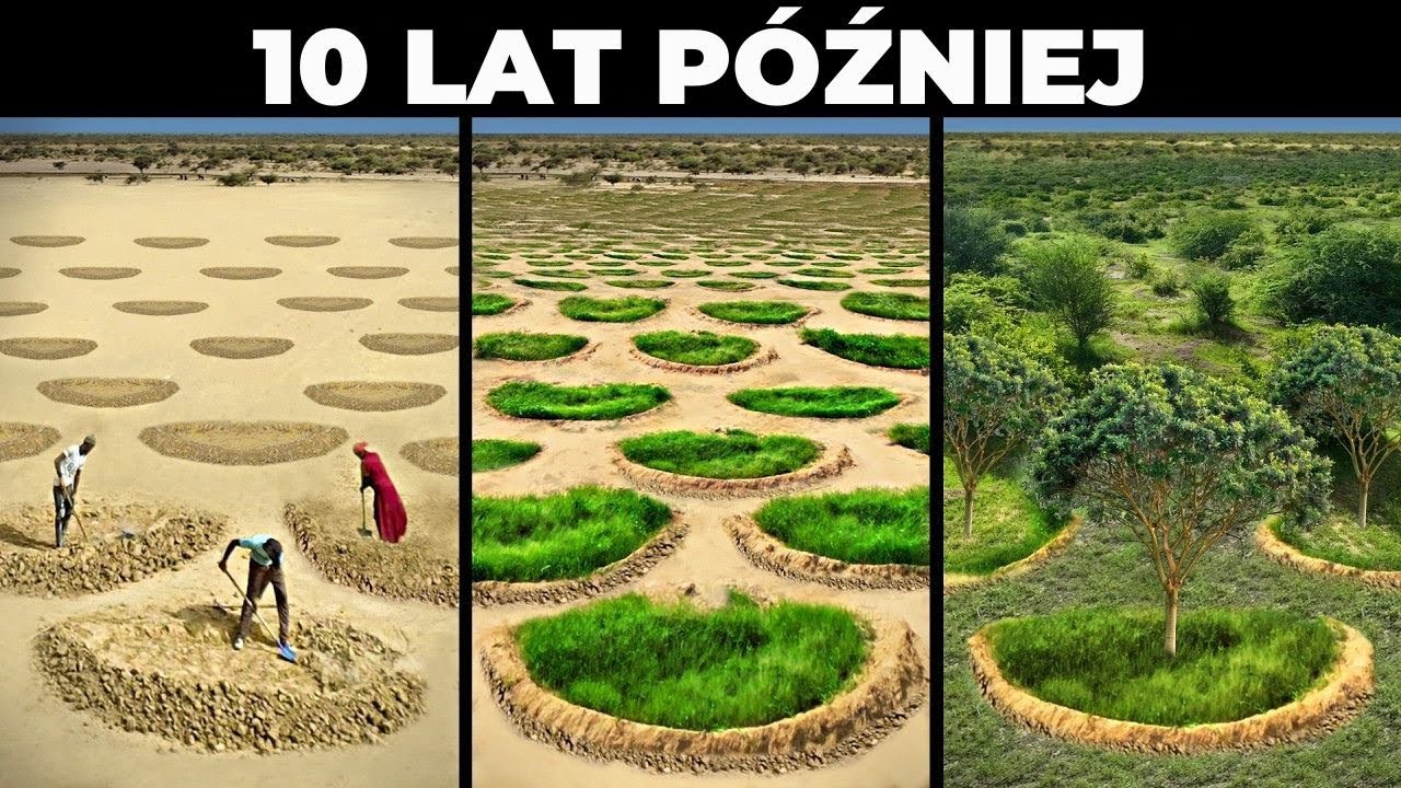 Afryka Zasadziła 11 Milionów Drzew na Pustyni – Efekty Zaskoczyły Naukowców!